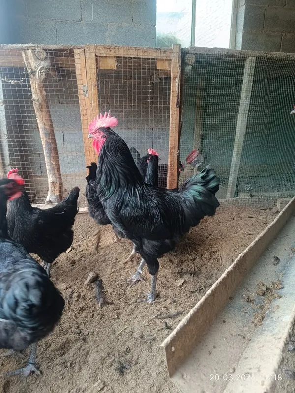 Gigant qora shaxzoda tuximlari sotiladi