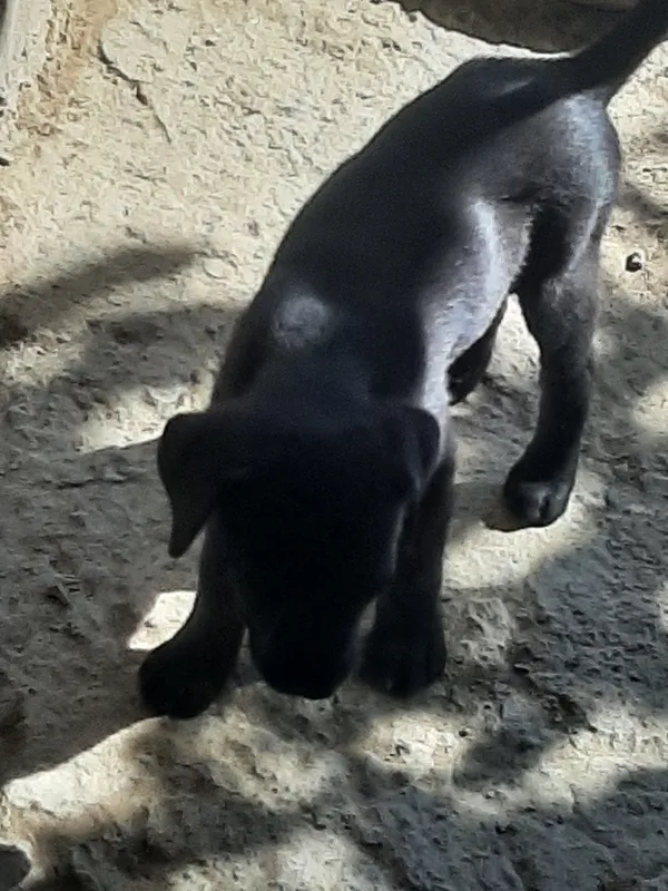 Labrador kuchuklarini ramziy to‘lov evaziga beraman 2