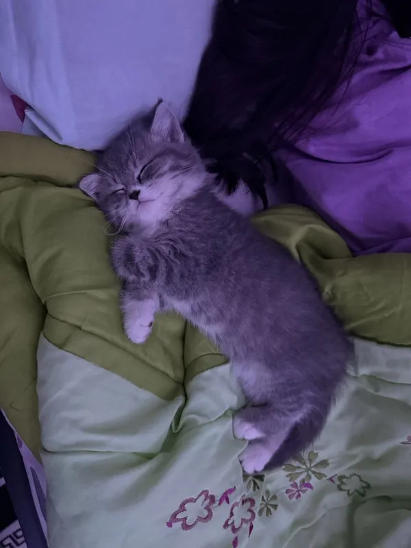 Скоттиш Страйт девочка — фото 5