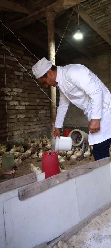 Qoʻy va echkilarni yungini olish va tuyoq kesish xizmatlari mavjud 7 Qoʻy va echkilarni yungini olish va tuyoq kesish xizmatlari mavjud 7