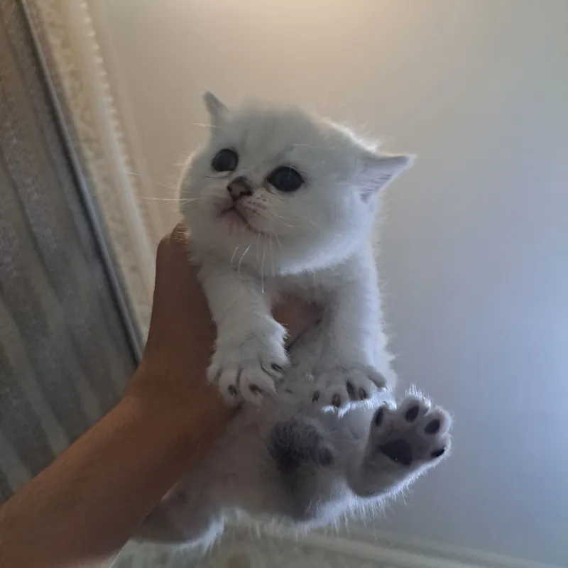 Продаётся кошка 3