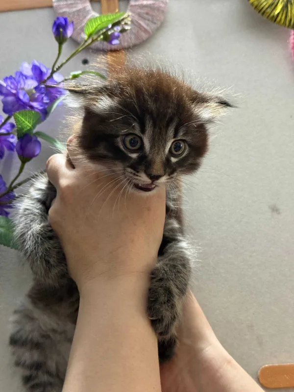 Котята Скоттиш страйт и фолд 1 Котята Скоттиш страйт и фолд 1