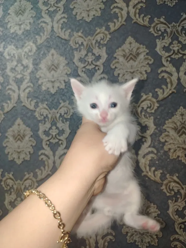 Продаётся кошка с котятами 8 Продаётся кошка с котятами 8