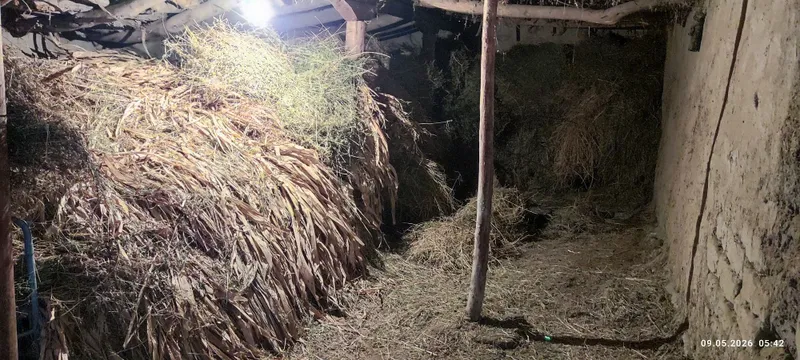 Beda, poyava begona xashak