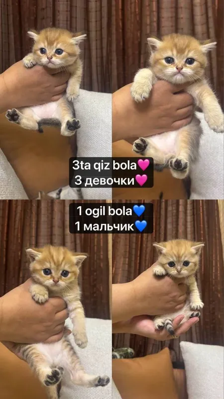 Милые британские котята