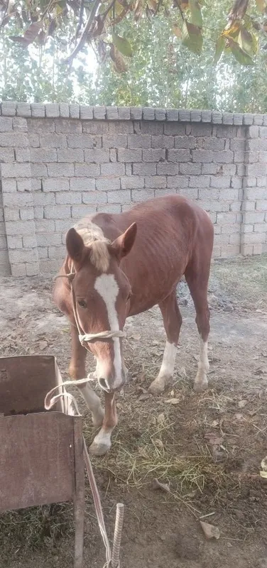 От Саман той той 3