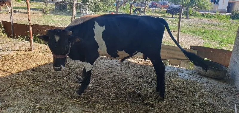Buqa 1 yarim yosh narxi kelishiladi 3