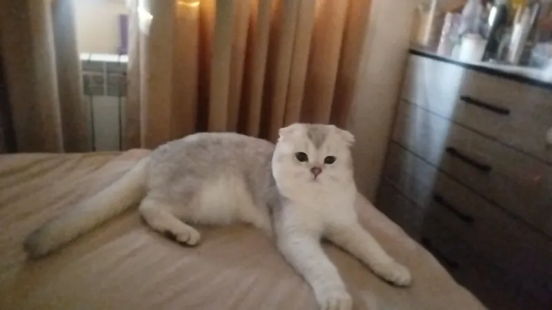 juftash uchun zotli mushuklar