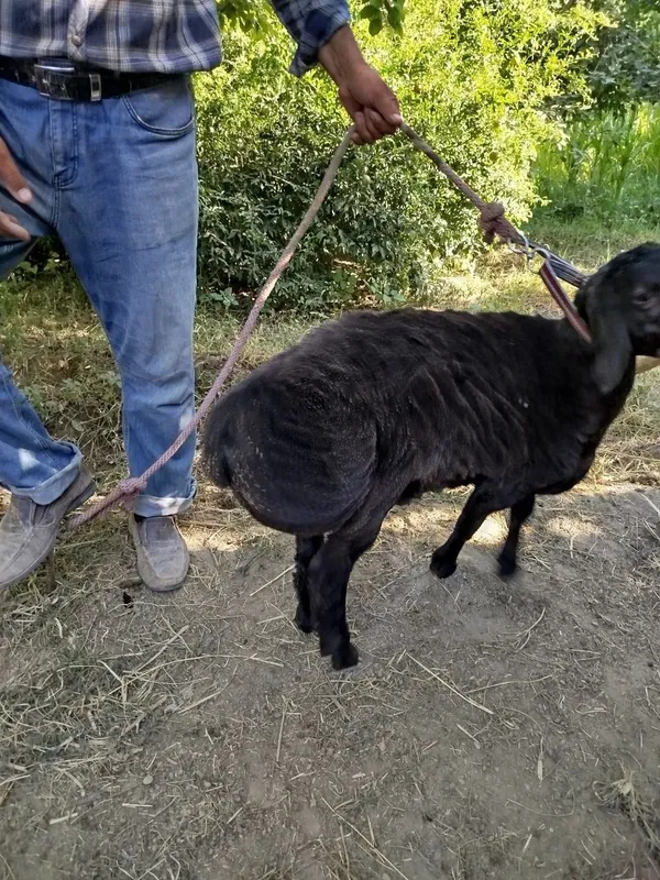 Qochqor bara sotiladi 3