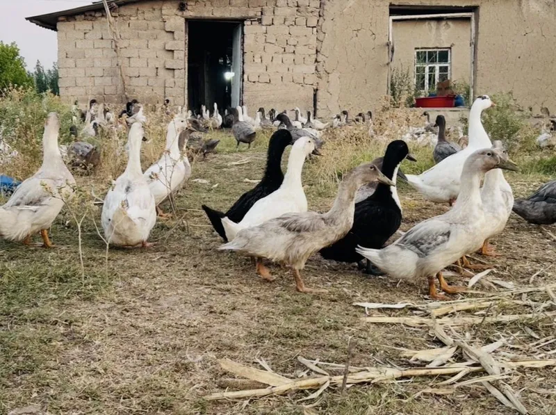 50 tadan ko’p olganga kelishtirib beriladi 8