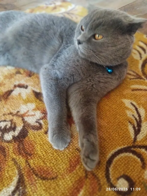 soğlom 4 soğlom 4