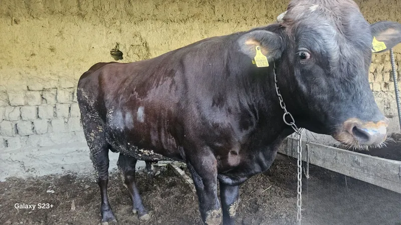 Qizil eston Buqalar 1 Qizil eston Buqalar 1