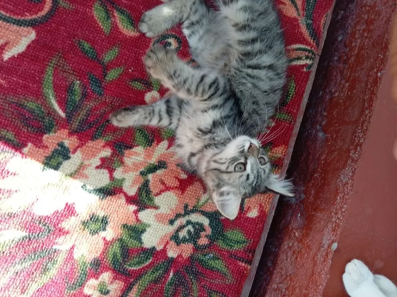 Mushukcha bor yoqimtoygina 5 Mushukcha bor yoqimtoygina 5