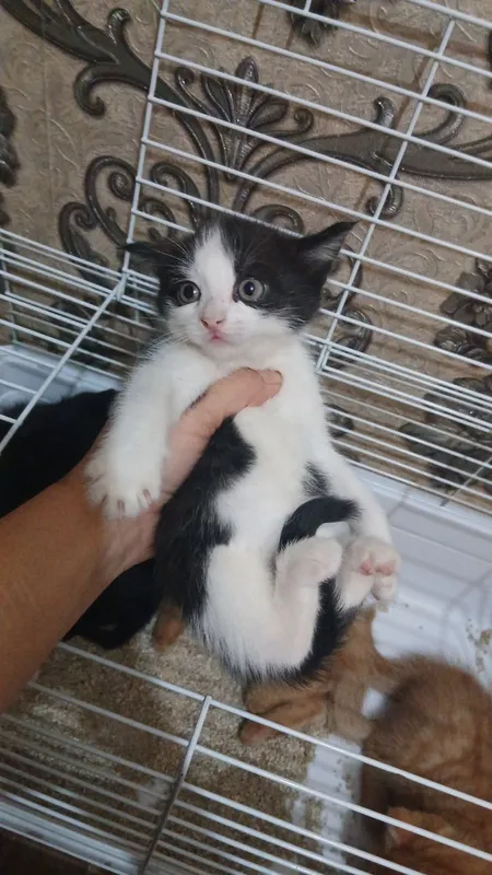 котята 2 котята 2
