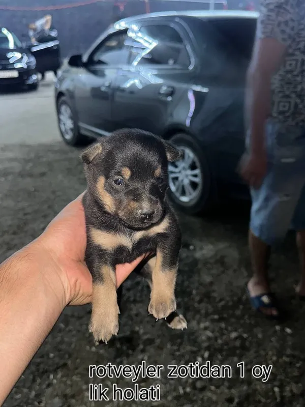 нашей собаке 1 месяц 1 нашей собаке 1 месяц 1