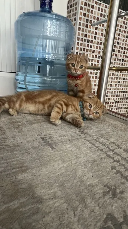 вислоухие Котята — фото 2