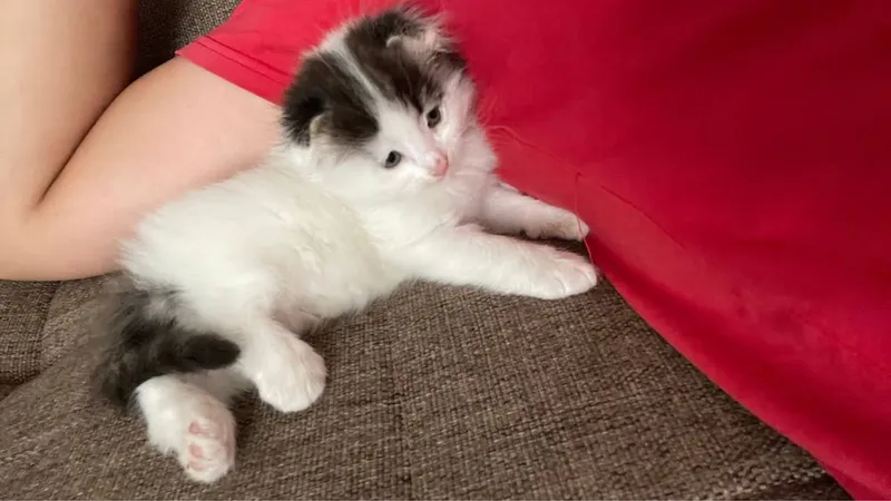 Turkish angora mushuk 2 oylil qiz bola nasil olsa boladi 2 Turkish angora mushuk 2 oylil qiz bola nasil olsa boladi 2