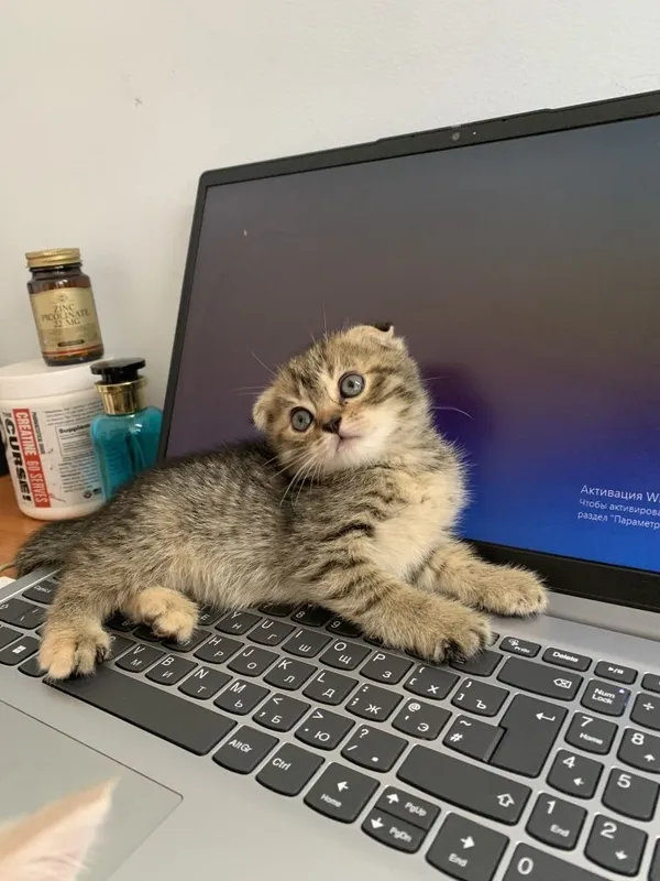 срочно Scottish fold va strait — фото 3