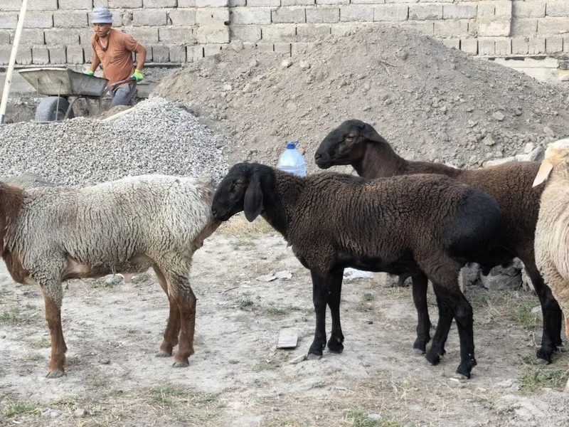 Qochqolar sotiladi baquvat toza yem bilan boqilgan semiz — фото 3