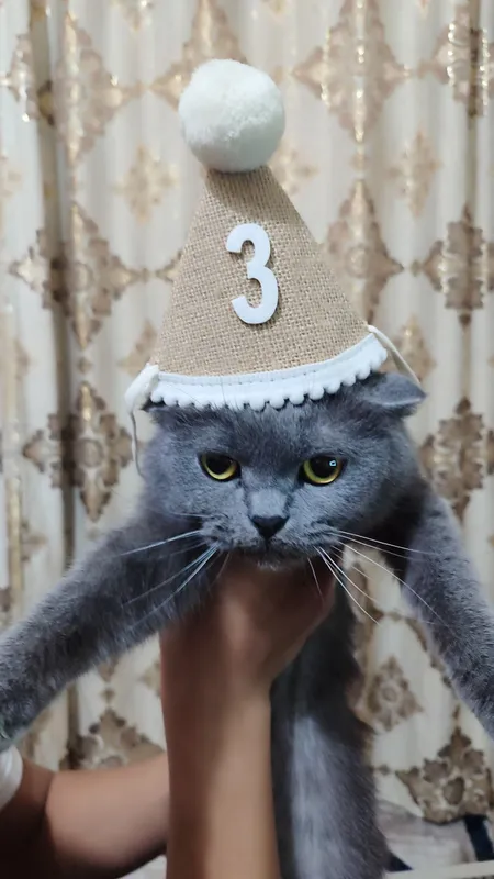 кошка скоттиш фолд — фото 3