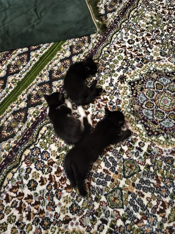 Котята (mushukchalar) 3 Котята (mushukchalar) 3