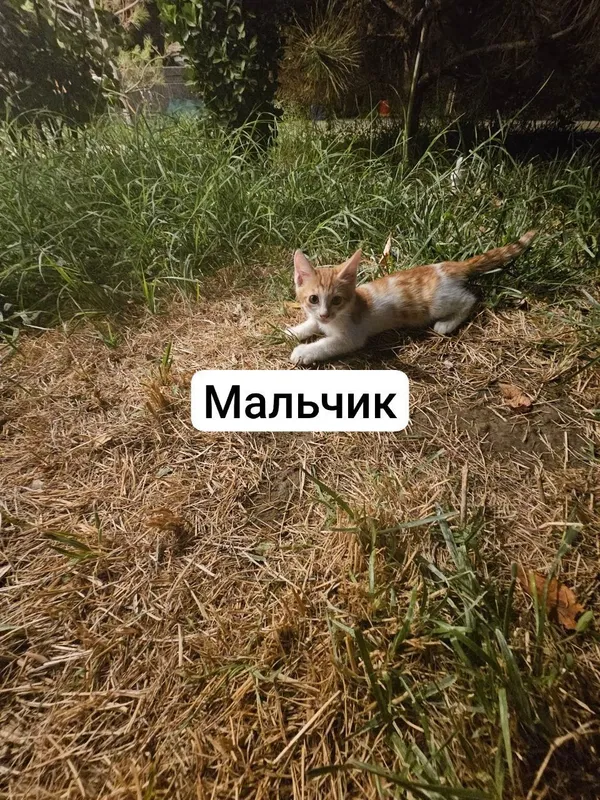 mushukchalar 3 mushukchalar 3