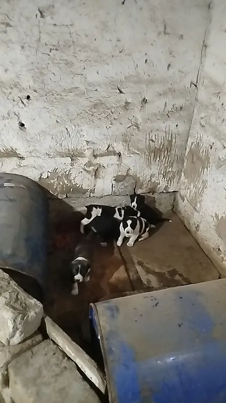 Toza Alabay bolalari sotiladi 2 Toza Alabay bolalari sotiladi 2