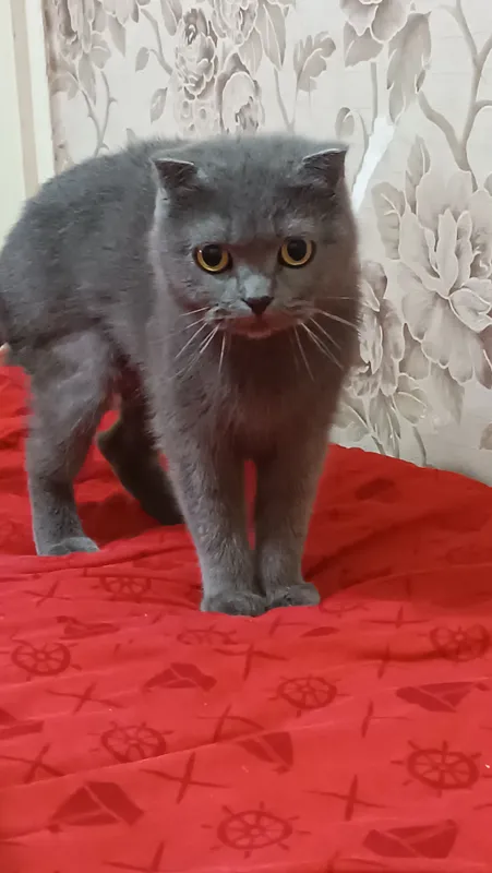 кошка скоттиш фолд — фото 4
