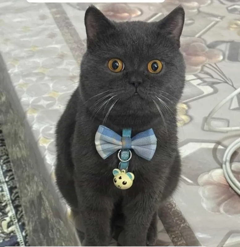 котята — фото 5