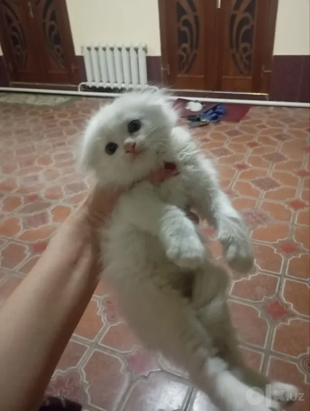 Мама-кошка и 3 котёнка, все мальчики 1 Мама-кошка и 3 котёнка, все мальчики 1