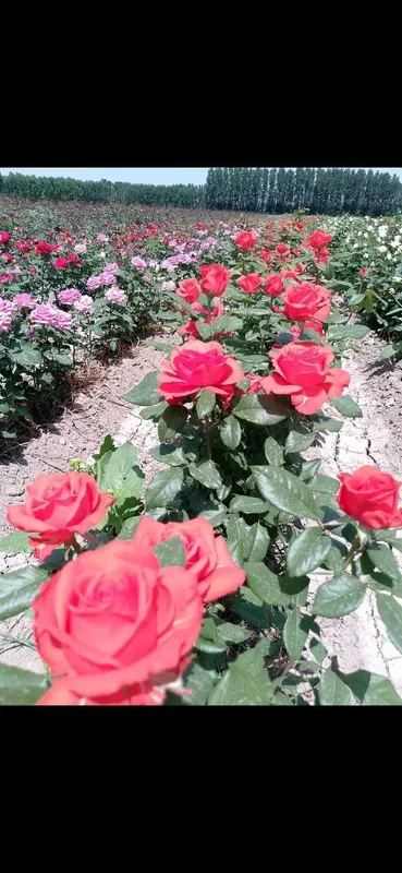 Istalgan turdagi gul ko'chatlari bor 300 xil — фото 3