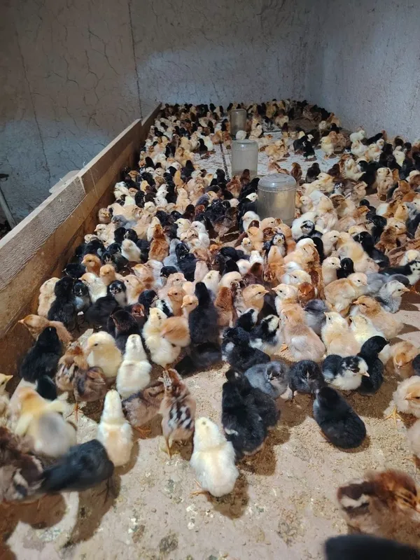 Damashni jòjalar sotiladi miqdori cheksiz dastafka boe — фото 2
