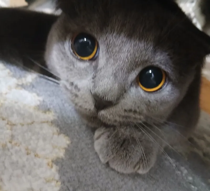 Продаётся чистопородная шотландская вислоухая кошка (Scottish Fold)! 3