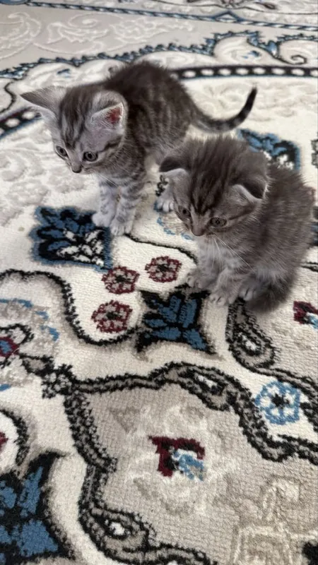 Котонек mushukchalar kichkintoylar mazzilar 4 Котонек mushukchalar kichkintoylar mazzilar 4