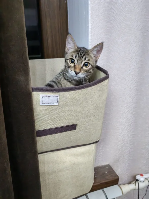 Котёнок в добрую и любящую кошек семью 1