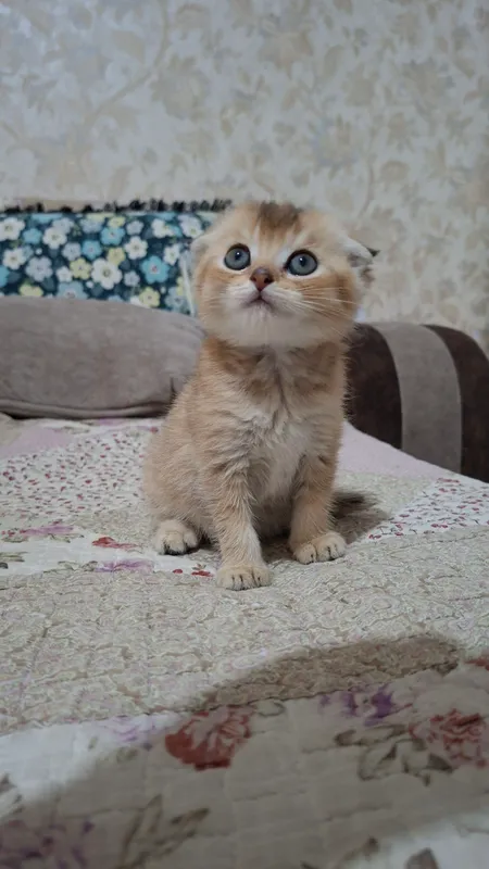 скоттиш фолд золотистая шиншилла мальчик — фото 4