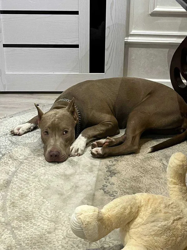 Продам чистокровных щенков питбуль Red Nose The red nose pit bull 4 Продам чистокровных щенков питбуль Red Nose The red nose pit bull 4