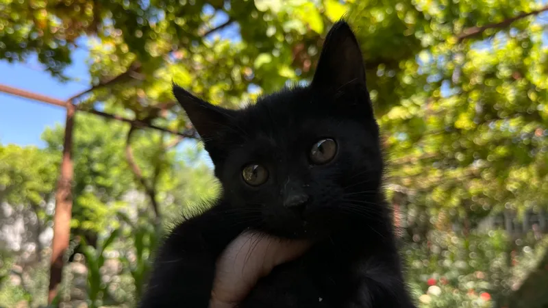 Котята — фото 6