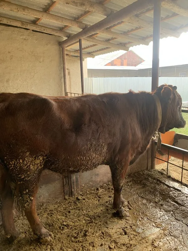 Buqacha tez va arzon Sotiladi — фото 4