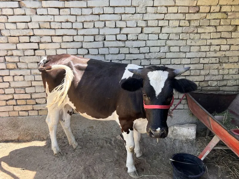 Yeb ichishi zo’r biror aybi yoq kelishamiz