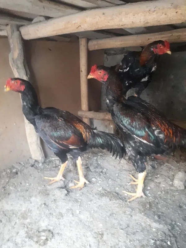 Dakan xurozlari sotiladi