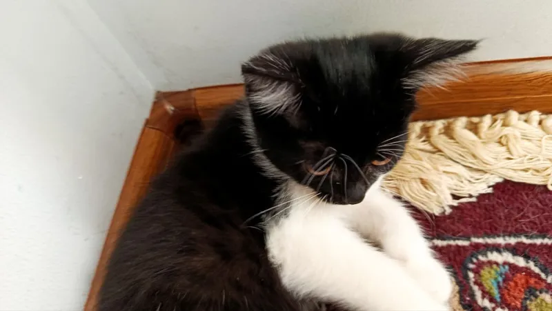 Котёнок 3 Котёнок 3