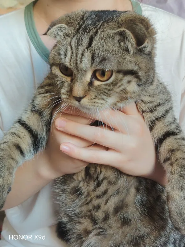 скотиш фолт мушук 8оулик киз бола — фото 1