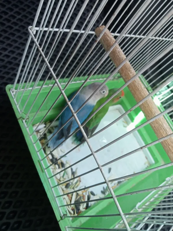 Popugay juftlik,,lovebirdsʼʼ 4 Popugay juftlik,,lovebirdsʼʼ 4