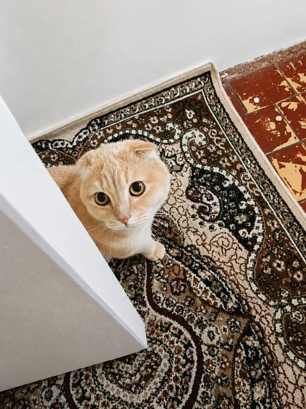 Кошка 2 Кошка 2