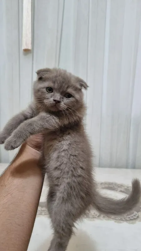 скотиш фолд угил бола