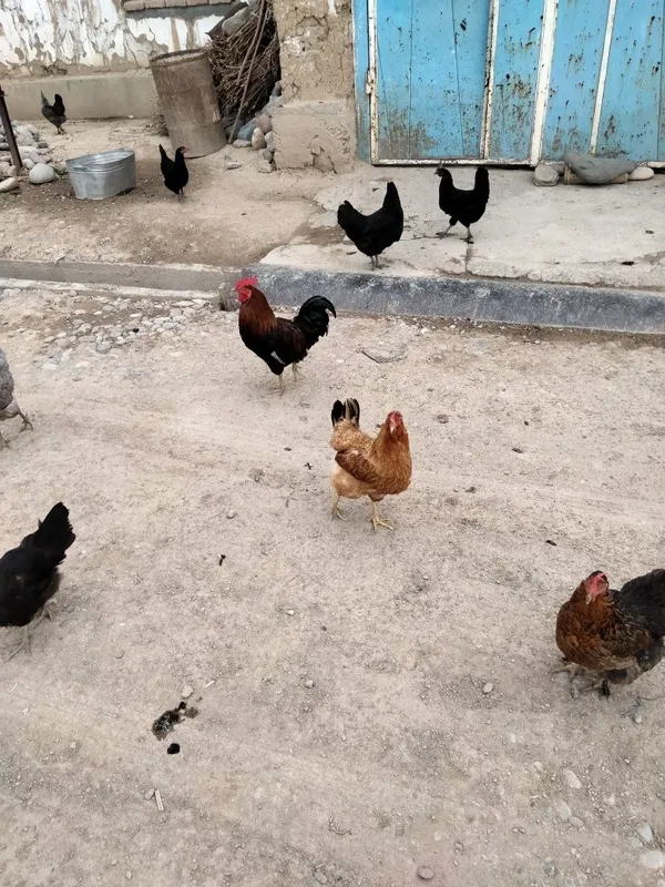 Satiladigan jaydari damashni tauiqlar bor 2