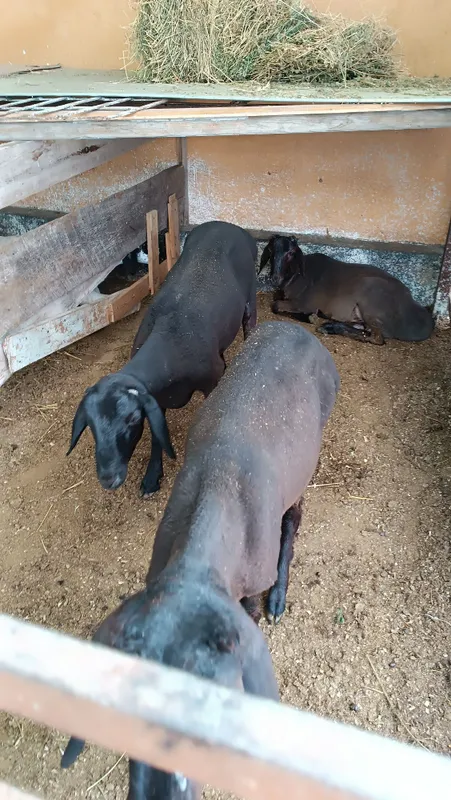 Qoʻzi qoʻylar sotiladi 2 Qoʻzi qoʻylar sotiladi 2