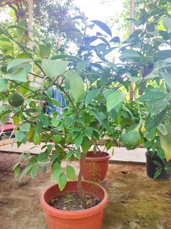 Limon daraxti sotiladi mevasi bilan. Продается лимонное дерево с плода 1