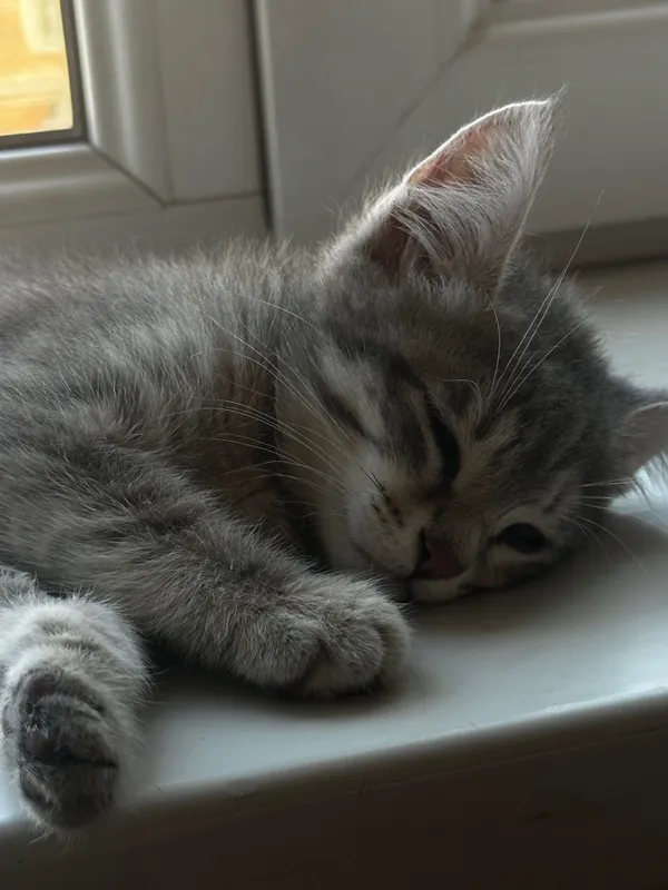 Котенок, 3 месяца — фото 4